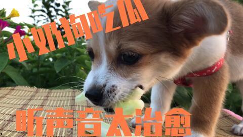 吃瓜娱乐小狗,小狗带你领略萌宠界的欢乐时光