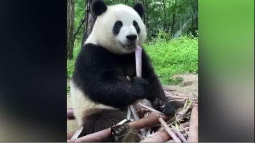 娱乐吃瓜大熊猫视频大全,萌态百出，欢乐无限