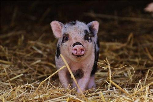 娱乐吃瓜酱猪猪视频下载,揭秘热门娱乐内容获取新方式