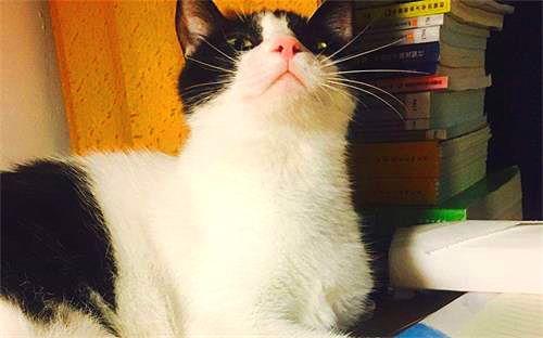 娱乐吃瓜酱猫妈妈