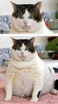 猫娱乐吃瓜酱,揭秘娱乐圈那些不为人知的幕后故事