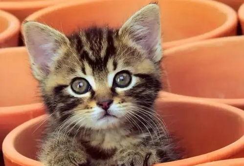 娱乐吃瓜酱猫咖,猫咪与娱乐的完美融合